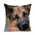 Axyaa German Shepherd Dog Polyester Pillowcase for Home & Office Decorateurs