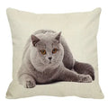 Axyaa British Shorthair Cat Pillow Cover 45X45cm Square Cushion