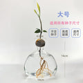 Axyaa Avocado Hydroponic Vase Seed Growing Container Pot