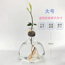Axyaa Avocado Hydroponic Vase Seed Growing Container Pot