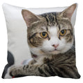 Axyaa Black Cat Bubble Pillow Cases - Premium Animal Cushion Cover for Home Decor