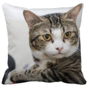 Axyaa Black Cat Bubble Pillow Cases - Premium Animal Cushion Cover for Home Decor