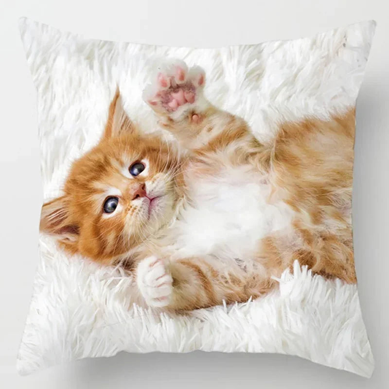 Axyaa Cat Collection Pillowcase - Home & Office Decor Square Pillowcase