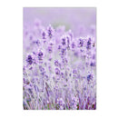 Axyaa Lavender Field Canvas Wall Art Nordic Style Landscape Posters
