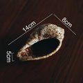 Axyaa Conch Ceramic Dinner Plate for Molecular Cuisine, Restaurant, and Sushi