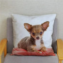 Chihuahua Dog Printed Cushion Cover by Axyaa for Home Decor