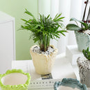 Axyaa Ceramic Flower Pots with Relief Pattern for Succulents and Home Decor