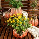 Axyaa Pumpkin Flower Vase for Garden and Courtyard Decoration - Ceramic Succulent Pot