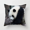 Axyaa Panda Print Polyester Cushion Cover - 45x45cm