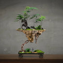 Axyaa Mangosteen Hanging Flower Pot for Home and Garden Decoration