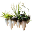 Axyaa Abstract Tooth Flower Pot: Artistic Ceramic Vase for Terrarium Home Decoration
