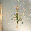 Axyaa Gold Suncatcher Air Plant Holder with Crystal Home Decor