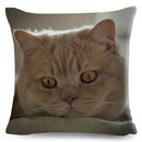 Axyaa British Shorthair Russian Blue Cat Cushion Cover - Cute Pet Animal Pillowcase