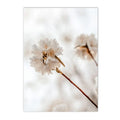 Axyaa Beige Dandelion Bunny Tail Grass Canvas Art Print Nordic Flower Poster
