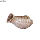 Axyaa Ceramic Conch Sushi Plate Set