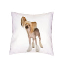 Siberian Husky Dogs Cushion Cover 45X45CM by Axyaa