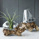 Axyaa Glass Bonsai Vase with Dead Wood Rack, Hydroponic Planting Pot for Home Decor
