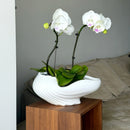 Ceramic Shell Flowerpot Vase by Axyaa - Garden & Home Decoration Essentials