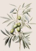 Elegant Olive Tree & Lemon Canvas Poster for Dormitory Home Decor by Axyaa.