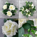 Axyaa Rose Floral Candle Rings Wreaths: Spring Artificial Rose Wreath for Home Decor