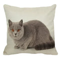 Axyaa British Shorthair Cat Pillow Cover 45X45cm Square Cushion
