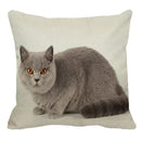 Axyaa British Shorthair Cat Pillow Cover 45X45cm Square Cushion